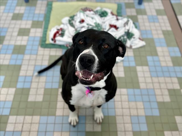 Enlarge PRINCESS, a Adoptable mixed breed in Loveland, CO image 1/1