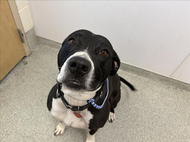 PRINCESS, Adoptable, Adult Female Pit Bull Terrier & Mixed Breed.