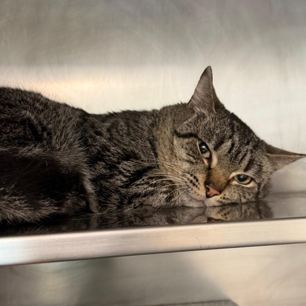Leopard, Adoptable, Adult Male Domestic Short Hair.