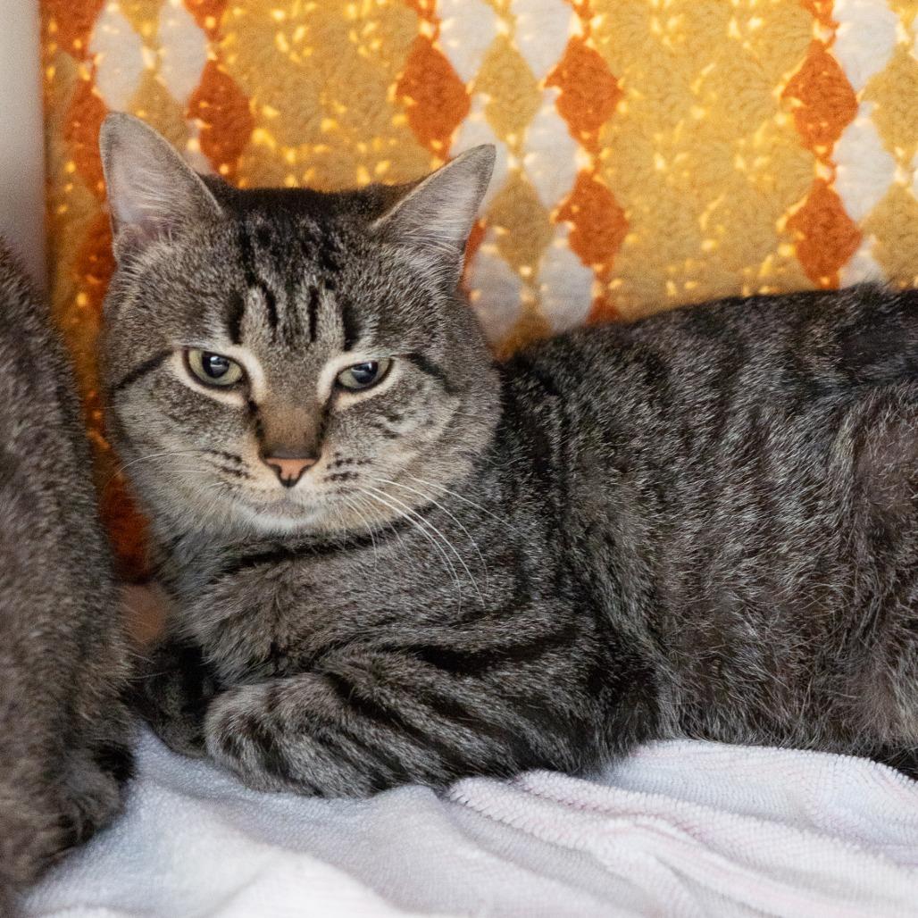 Leopard, a Adoptable Domestic Short Hair in Birdsboro, PA image 2/4