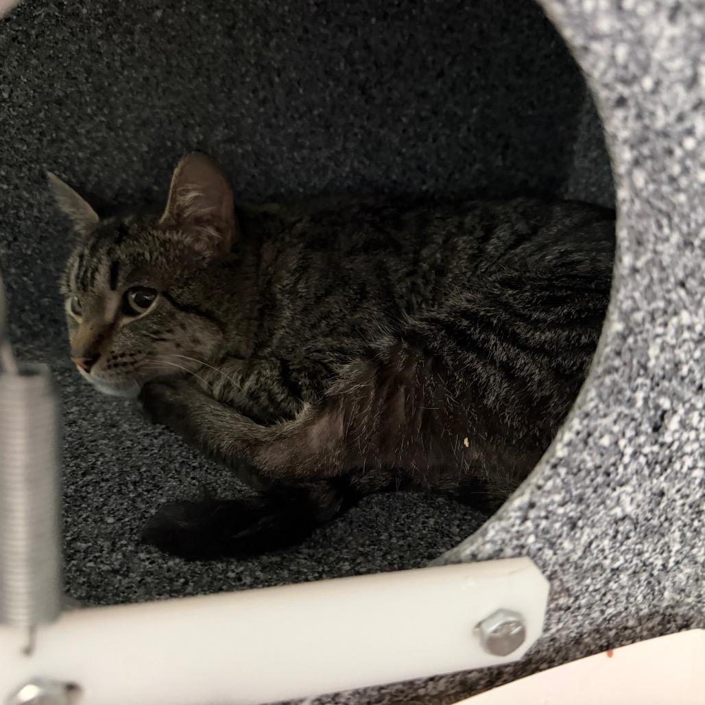 Leopard, a Adoptable Domestic Short Hair in Birdsboro, PA image 3/4