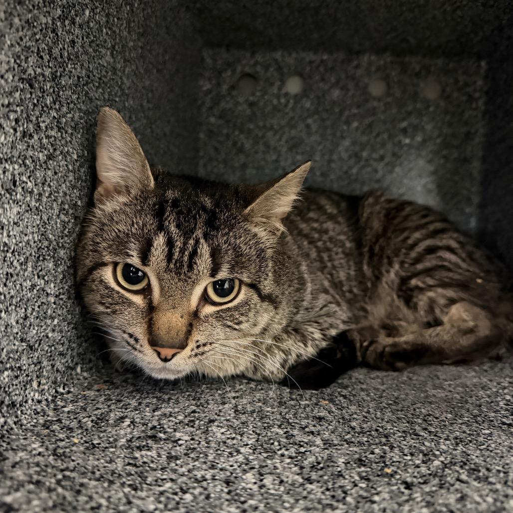 Leopard, a Adoptable Domestic Short Hair in Birdsboro, PA image 4/4