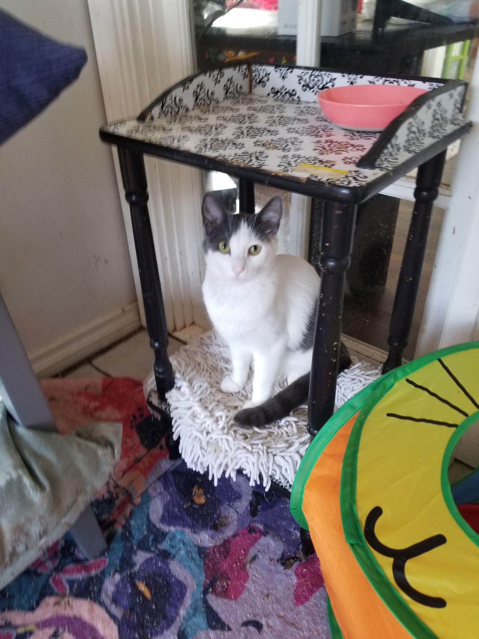 Diesal, Adoptable, Kitten Male Domestic Short Hair.