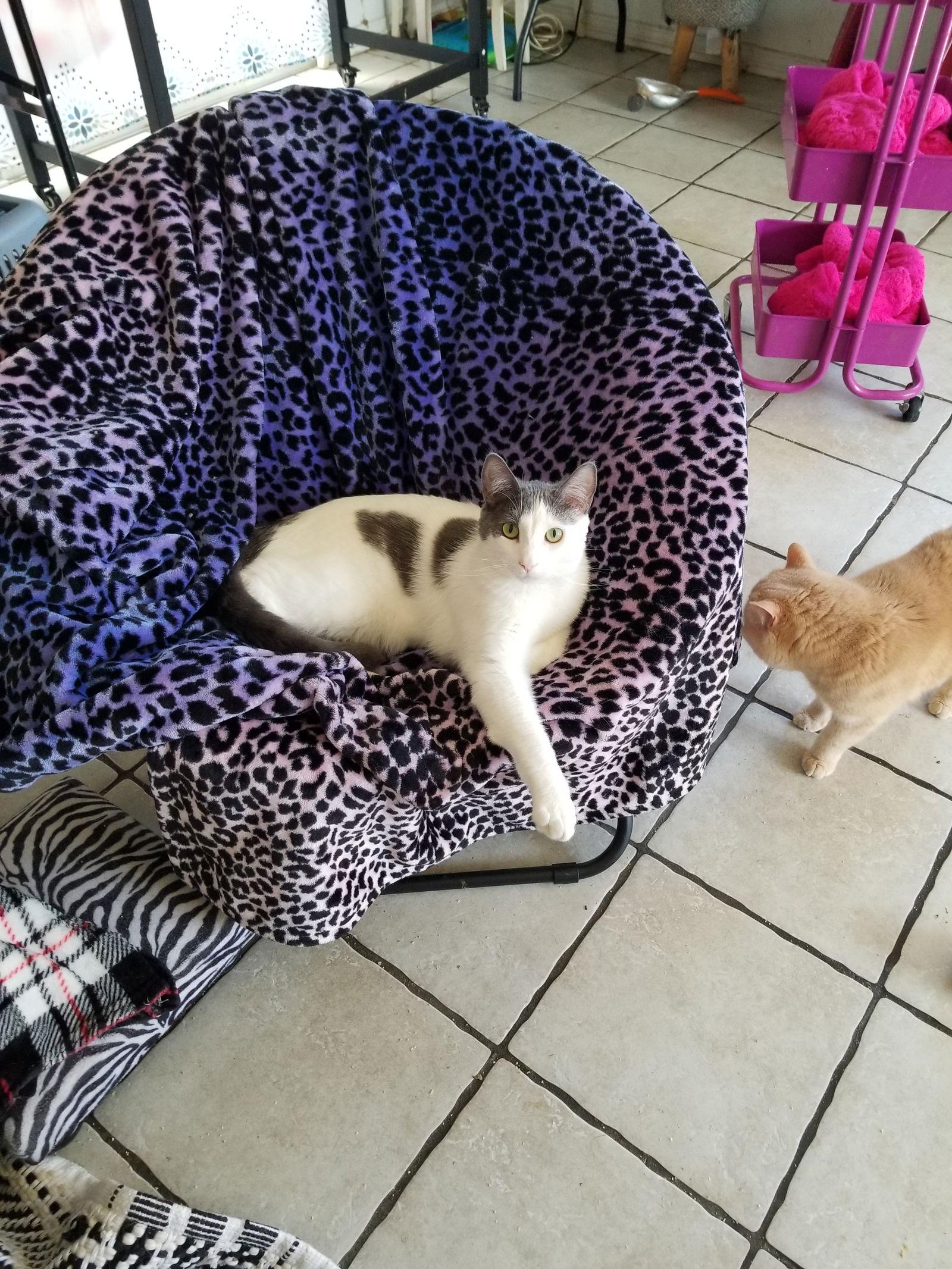 Enlarge Diesal, a Adoptable Domestic Short Hair in Buena Park, CA image 2/3