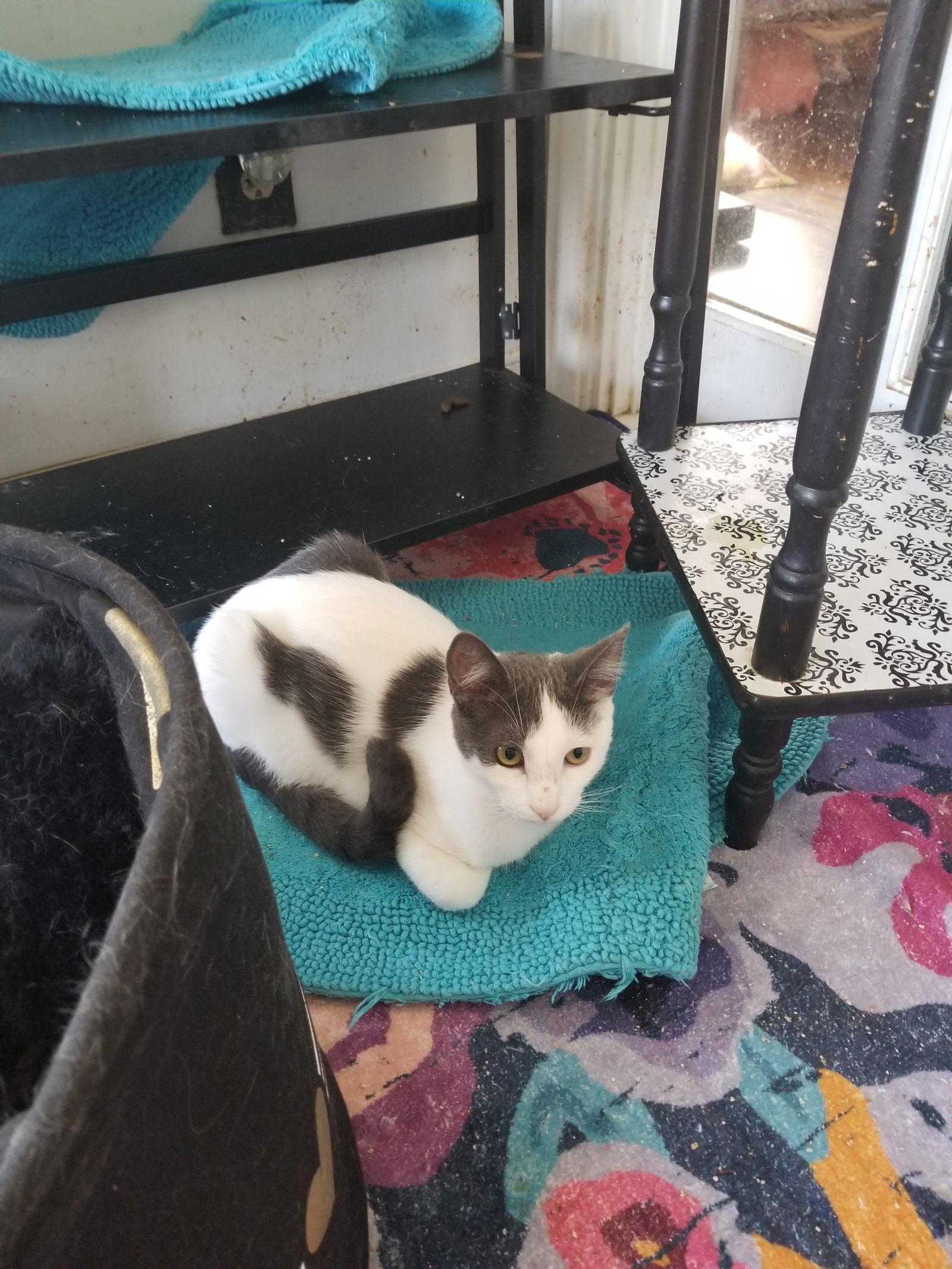 Enlarge Diesal, a Adoptable Domestic Short Hair in Buena Park, CA image 3/3