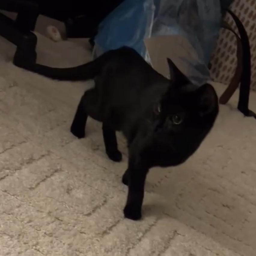 Quark, Adoptable, Young Male Domestic Short Hair.