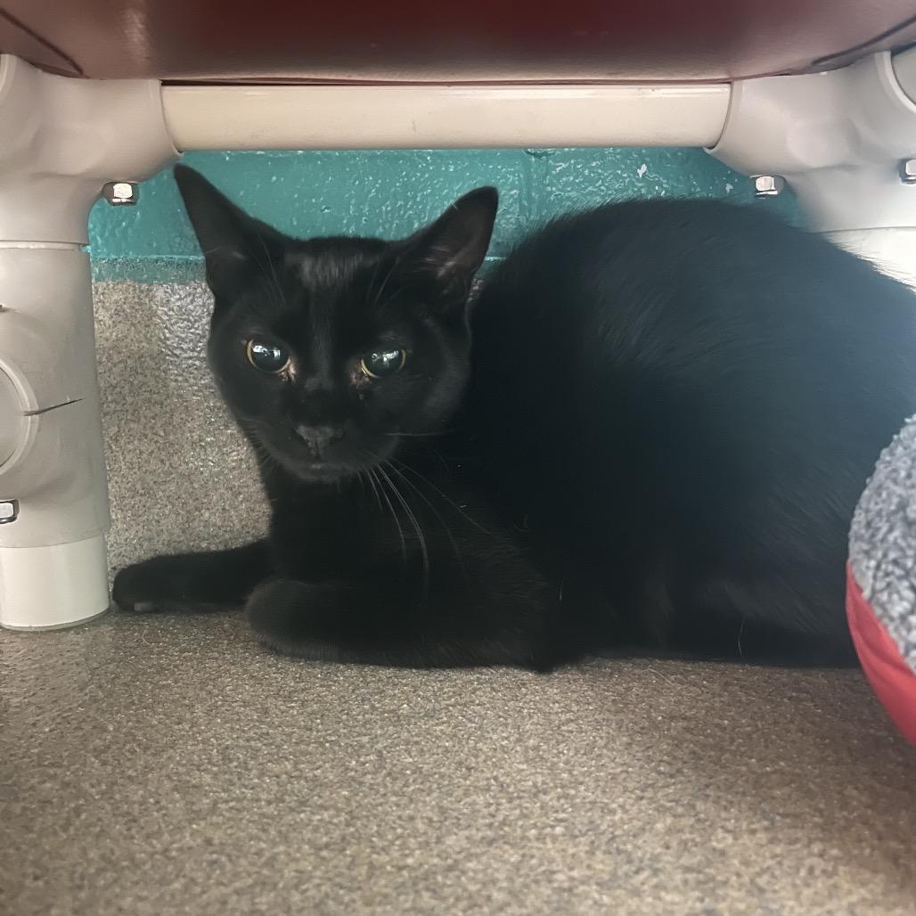 Enlarge Quark, a Adoptable Domestic Short Hair in Fredericksburg, VA image 2/3