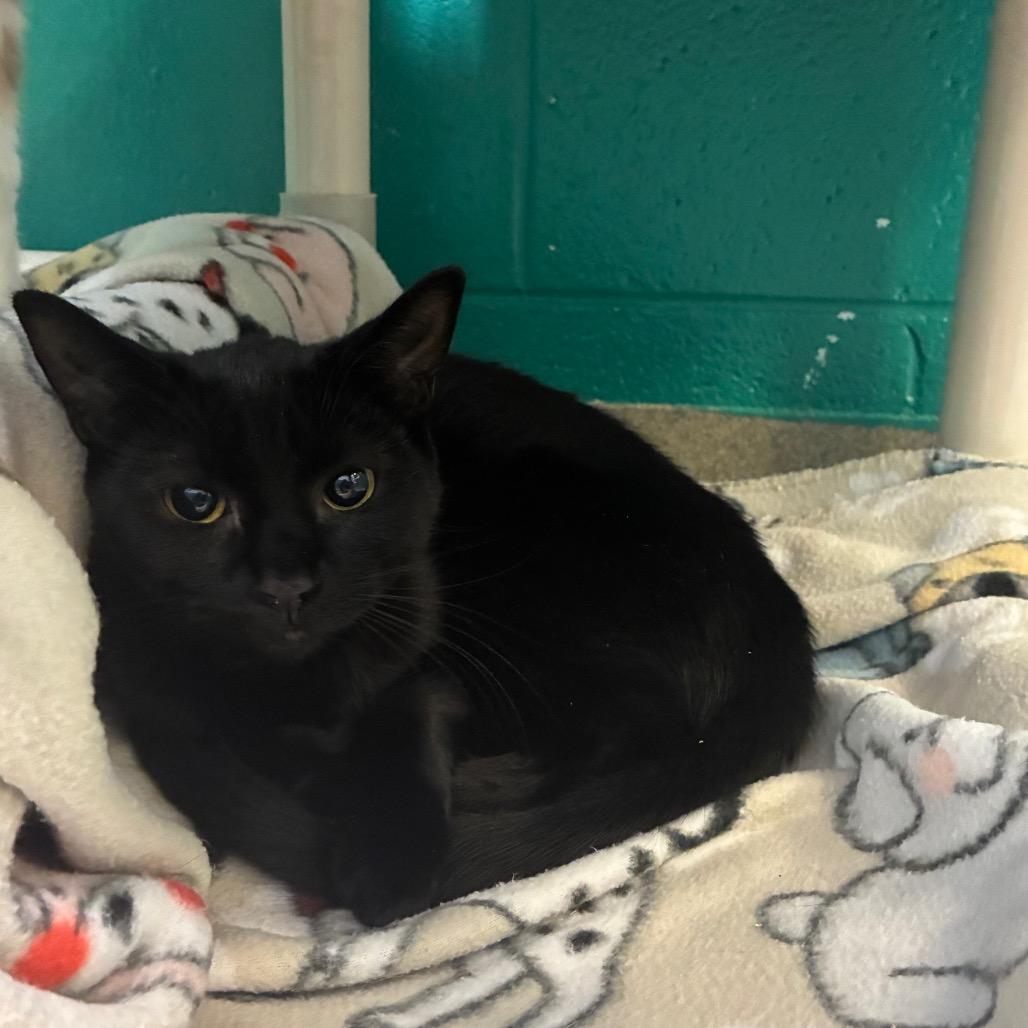 Enlarge Quark, a Adoptable Domestic Short Hair in Fredericksburg, VA image 3/3