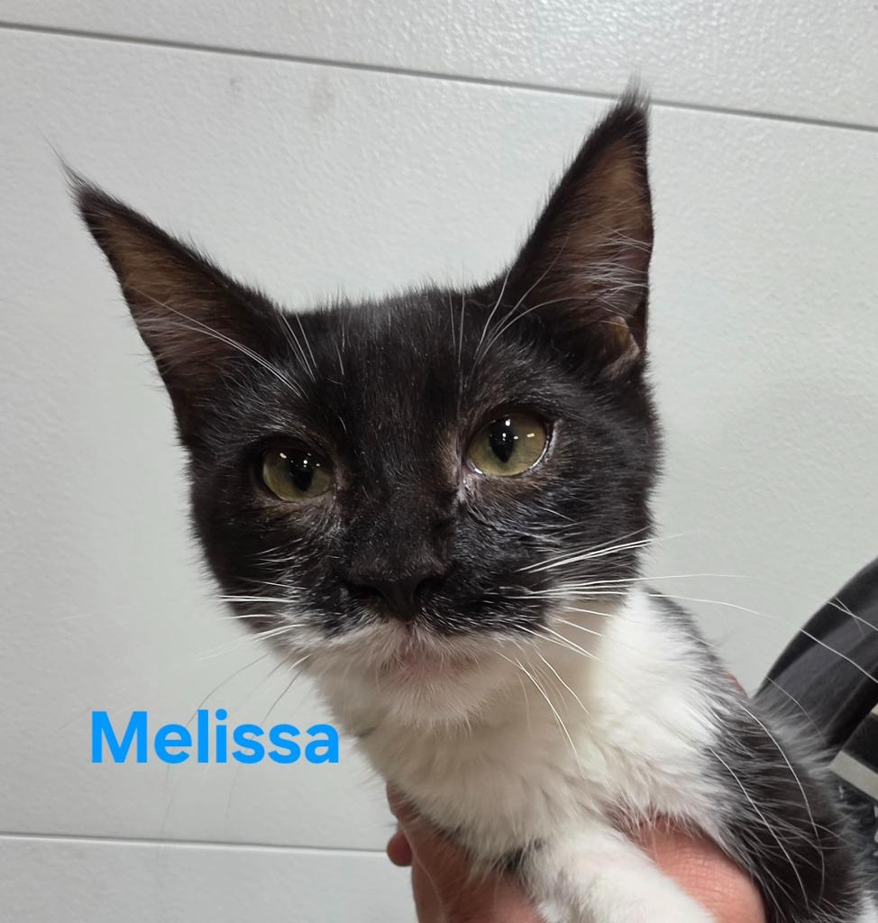 Melissa, Adoptable, Kitten Female Domestic Short Hair.