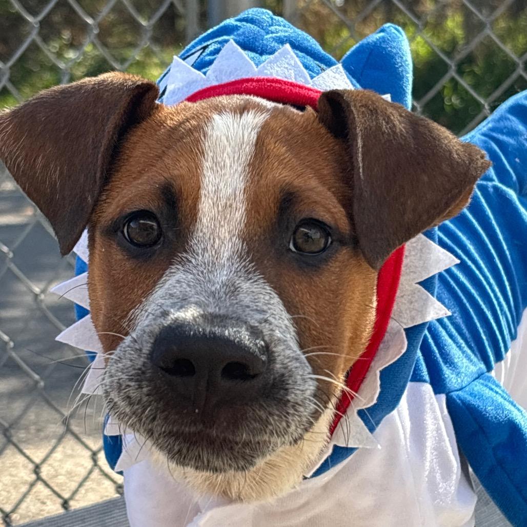 Enlarge Cosmo, a Adopted Australian Cattle Dog / Blue Heeler in Fenton, MI image 1/2