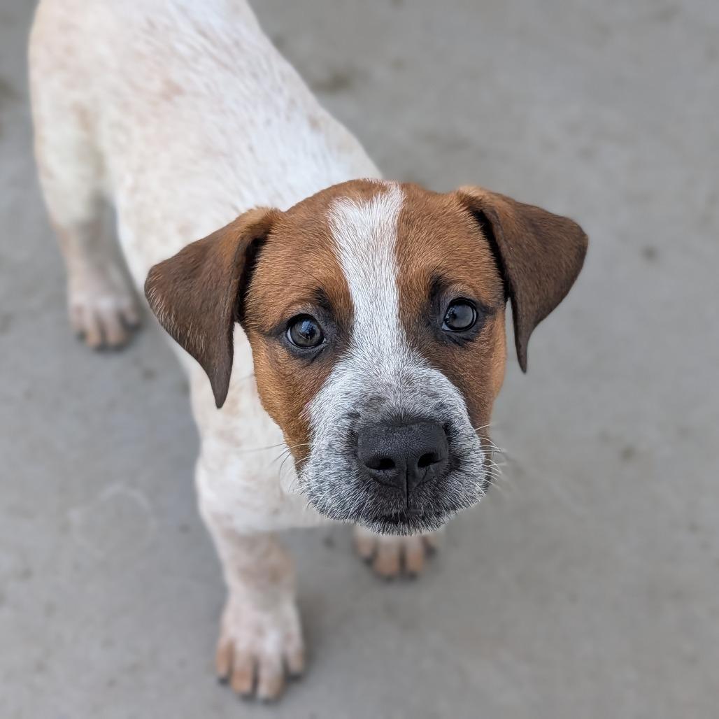 Enlarge Cosmo, a Adopted Australian Cattle Dog / Blue Heeler in Fenton, MI image 2/2