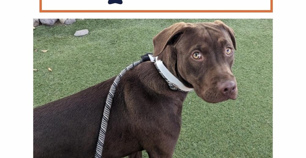 Dumpling, a Adopted mixed breed in Puerto Penasco, SON image 1/2