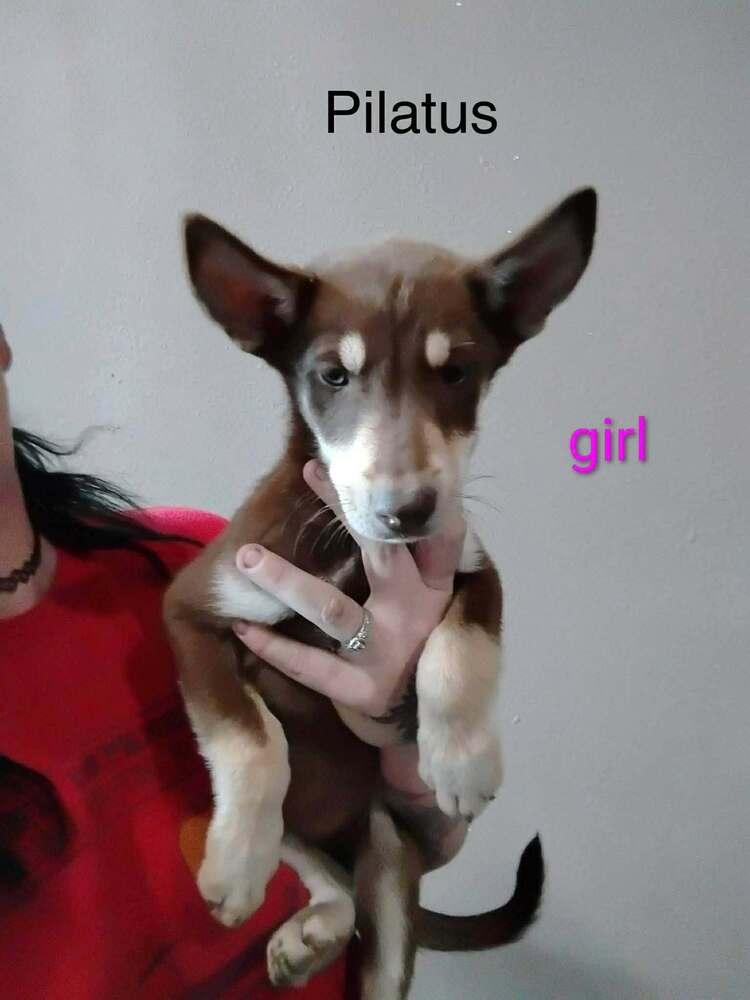 Pilatus, Adoptable, Puppy Female Husky & Rottweiler.