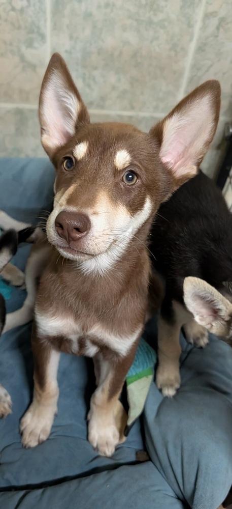 Enlarge Pilatus, a Adoptable mixed breed in Waunakee, WI image 2/4