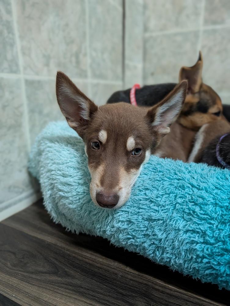 Enlarge Pilatus, a Adoptable mixed breed in Waunakee, WI image 3/4