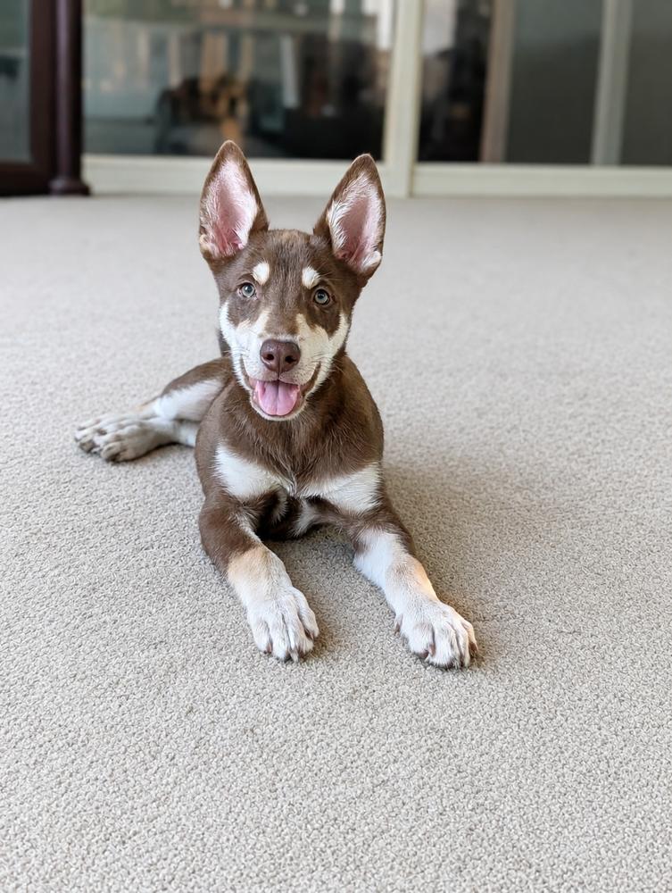 Enlarge Pilatus, a Adoptable mixed breed in Waunakee, WI image 4/4