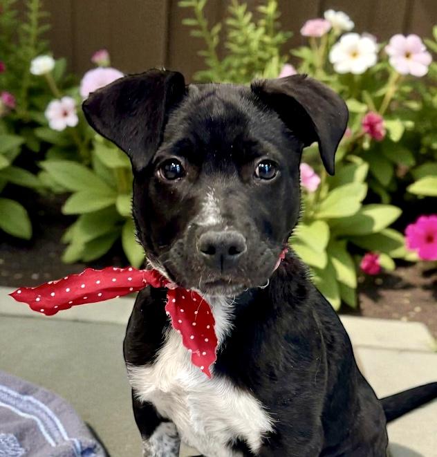Gumbo PUPPY, a Adoptable mixed breed in Perry, IA image 1/6