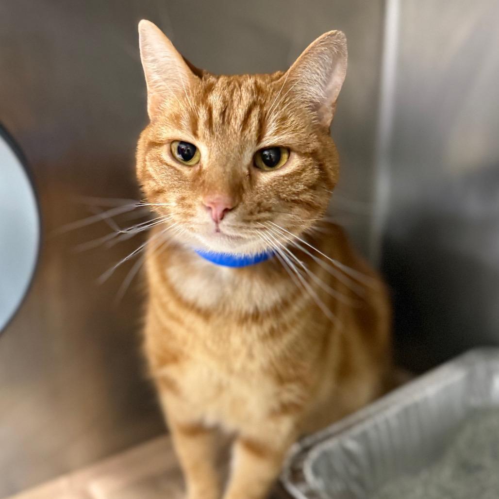 Theo, Adoptable, Adult Male Domestic Short Hair.