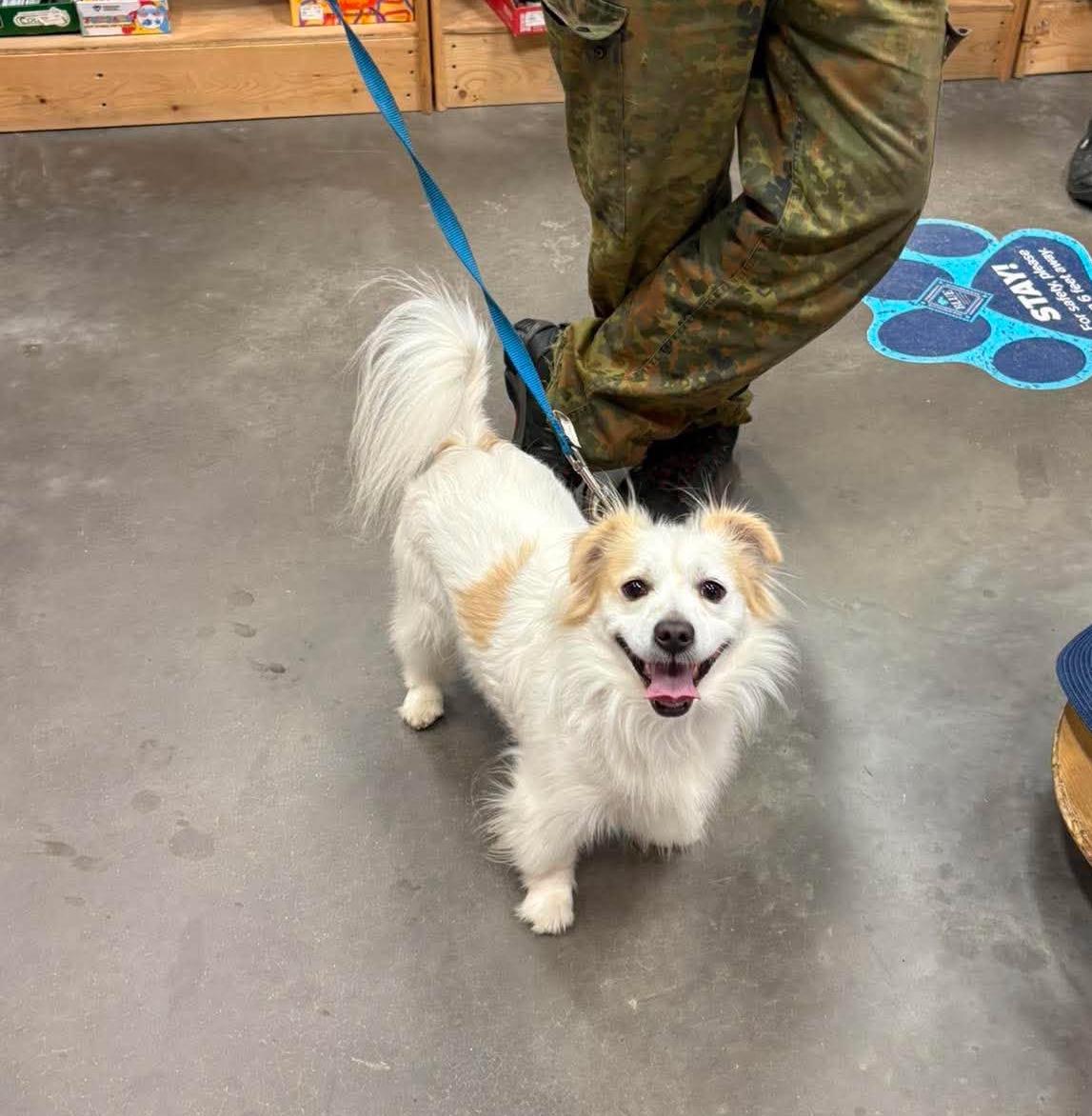 Otto, Adoptable, Adult Male Shih Tzu & Pomeranian.