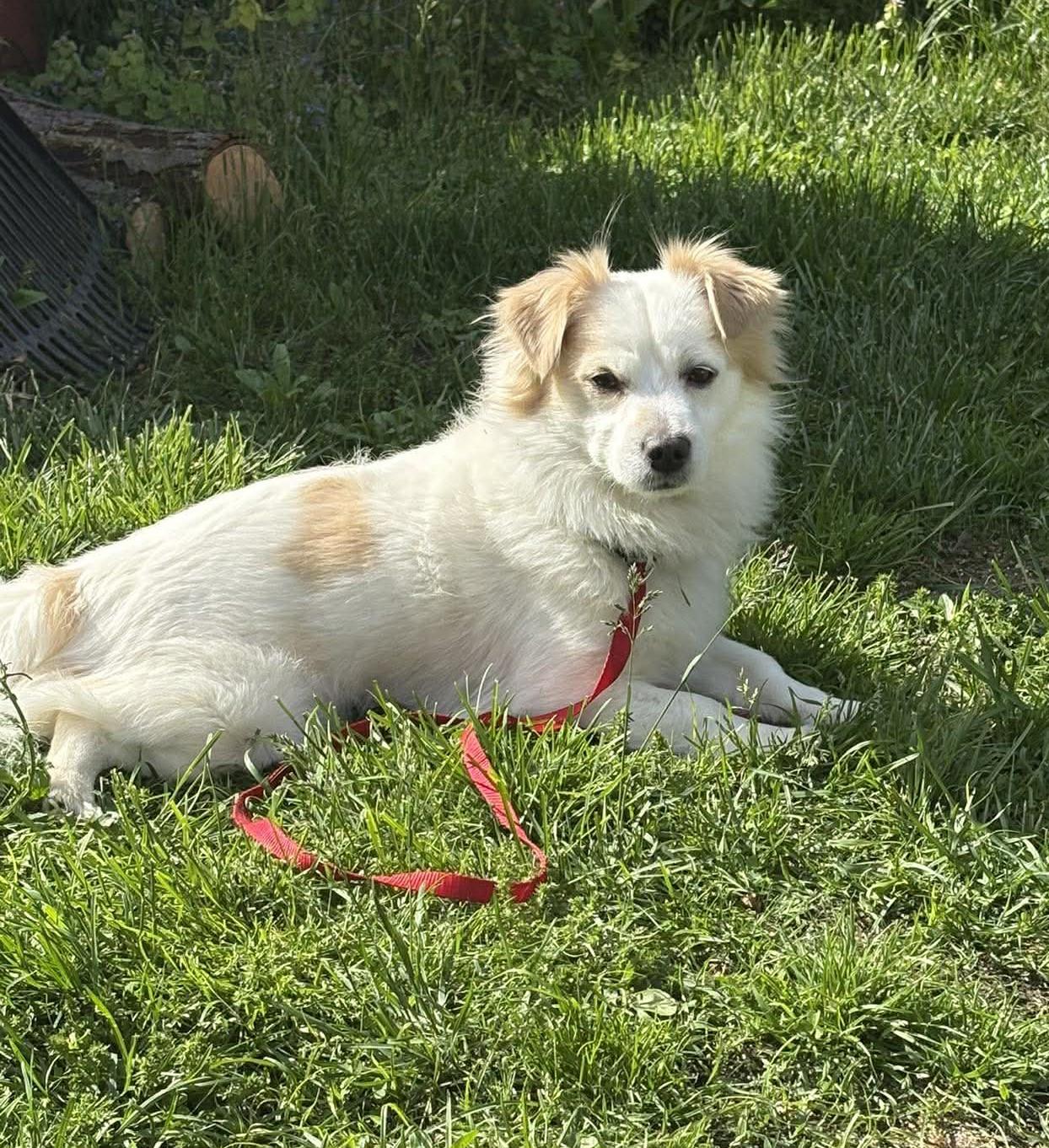 Otto, Adoptable, Adult Male Shih Tzu & Pomeranian.