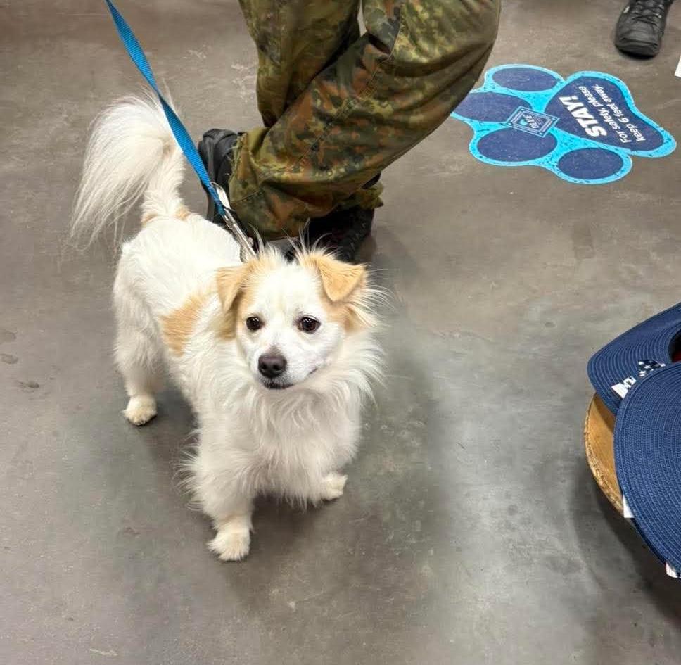 Enlarge Otto, a Adoptable mixed breed in Rochester, NY image 3/6
