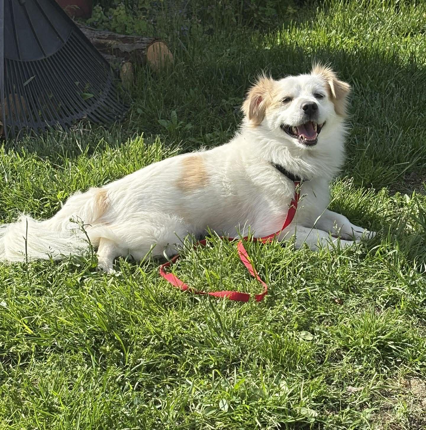 Enlarge Otto, a Adoptable mixed breed in Rochester, NY image 5/6