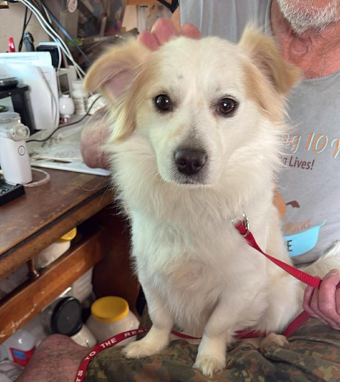 Enlarge Otto, a Adoptable mixed breed in Rochester, NY image 6/6