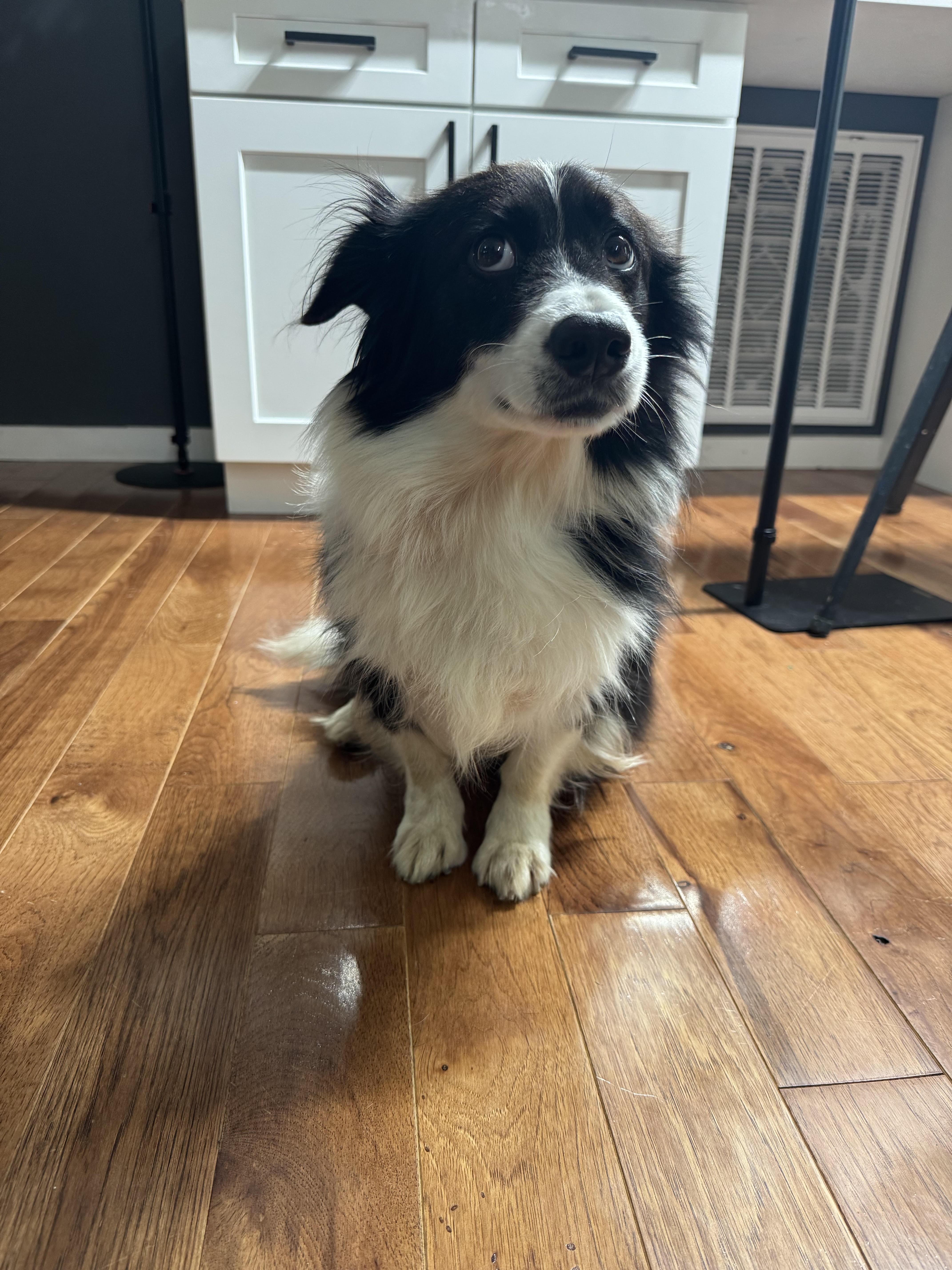 Enlarge BANDIT - COURTESY LISTING, an adopted mixed breed in Mendota, VA image 4/6