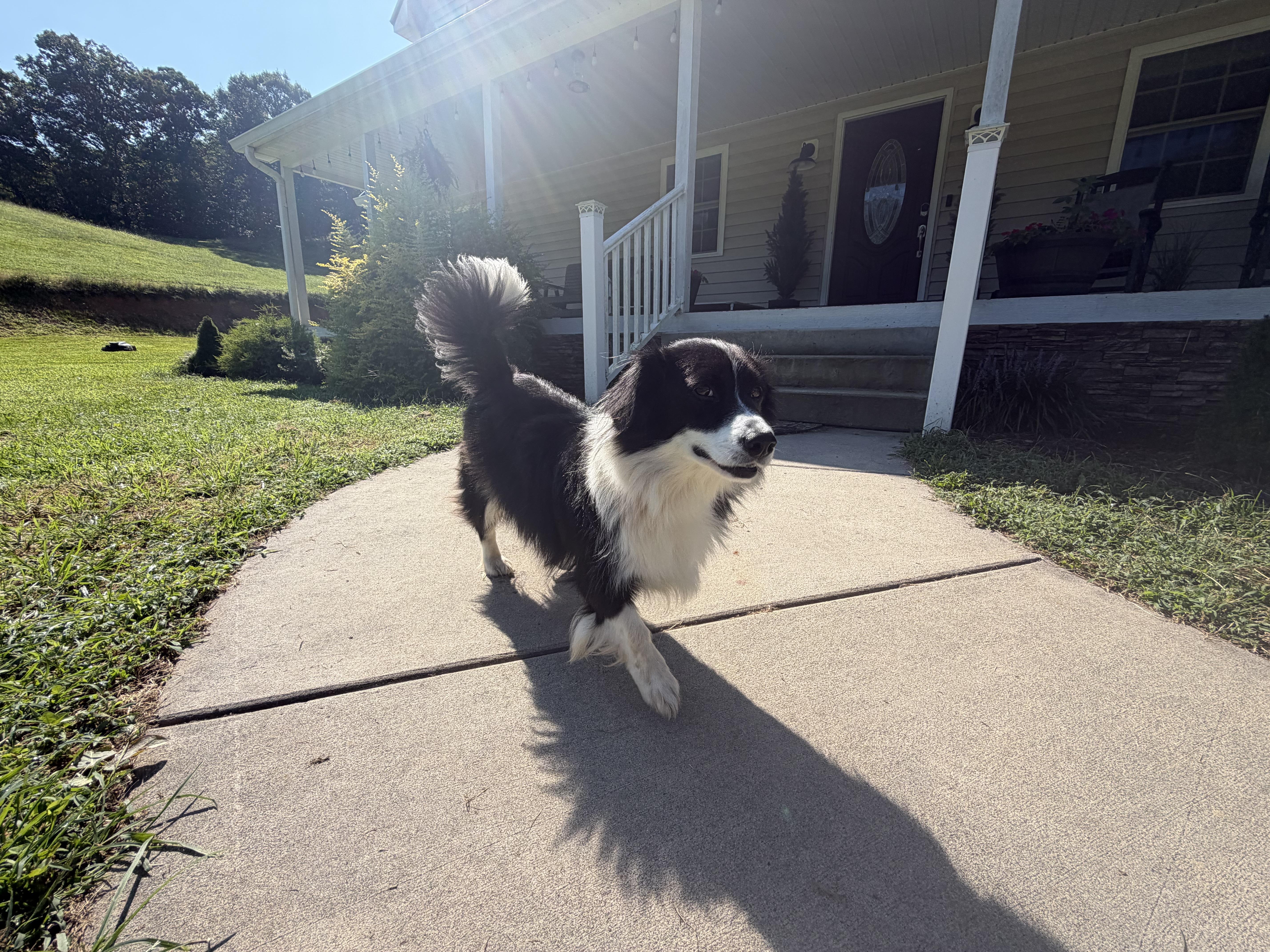 Enlarge BANDIT - COURTESY LISTING, an adopted mixed breed in Mendota, VA image 3/6