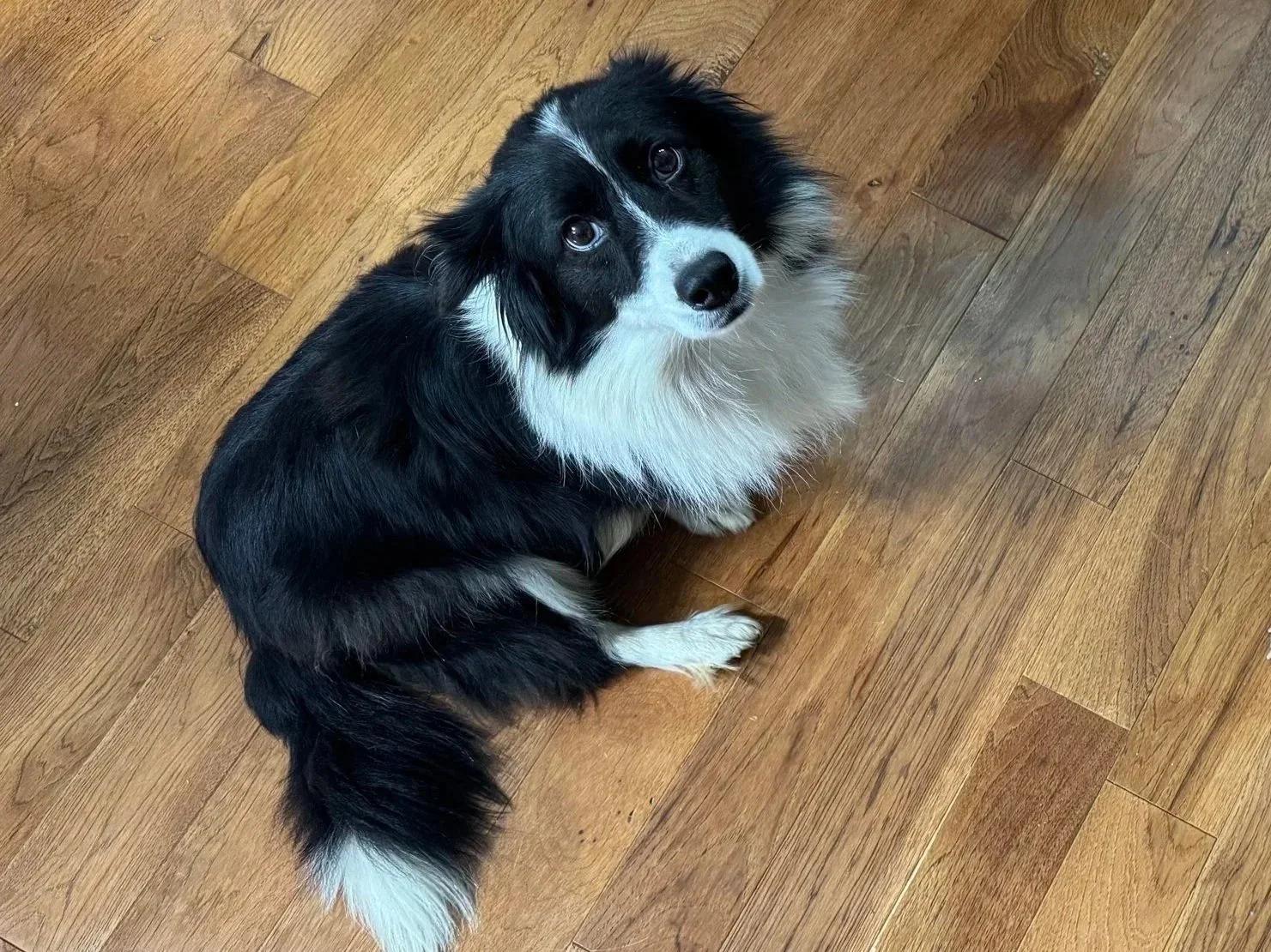 BANDIT - COURTESY LISTING, adopted, Adult Male Border Collie.