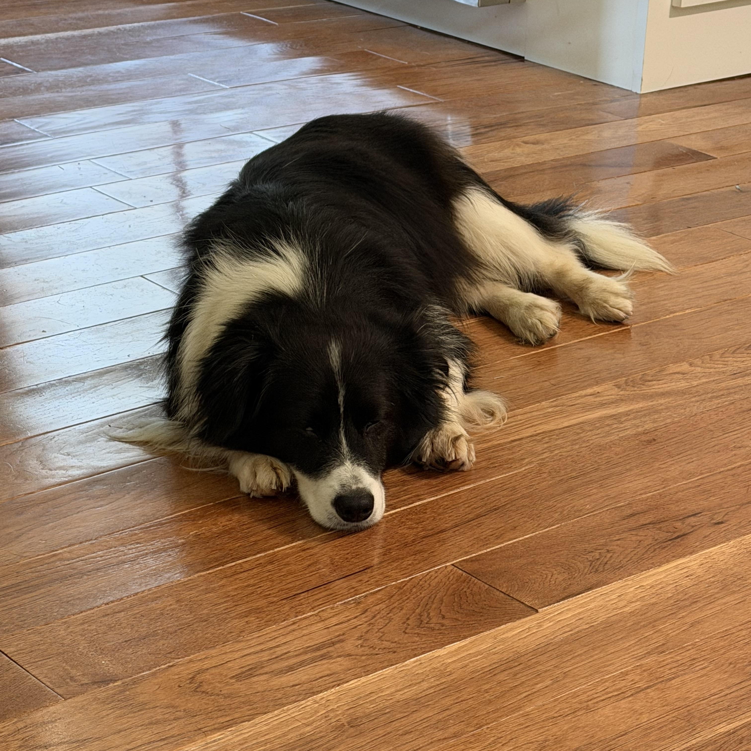 Enlarge BANDIT - COURTESY LISTING, an adopted mixed breed in Mendota, VA image 2/6