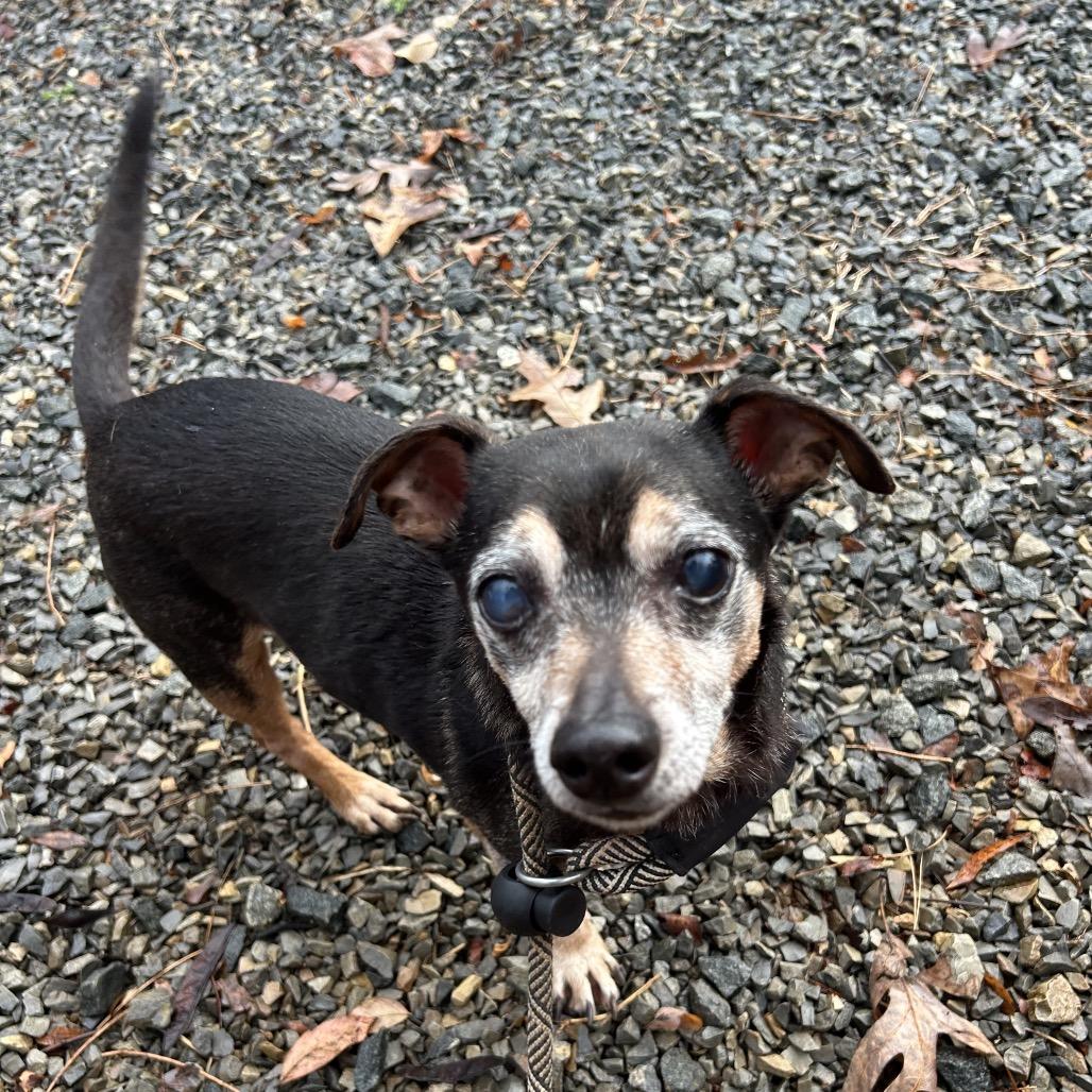 Trucker, Adoptable, Senior Male Chihuahua.