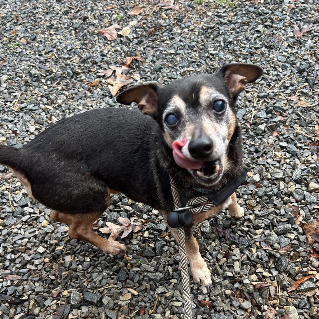 Trucker, a Adoptable Chihuahua in Rocky Mount, VA image 2/3
