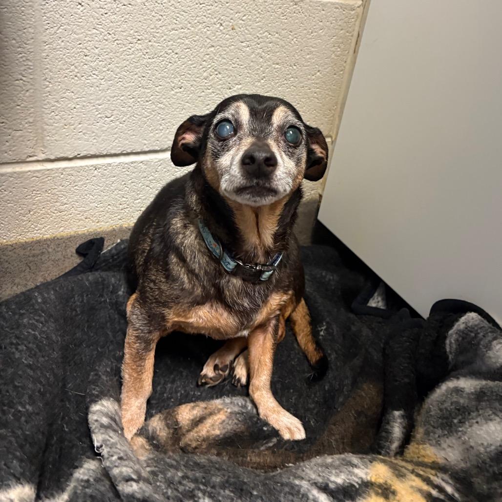 Trucker, a Adoptable Chihuahua in Rocky Mount, VA image 3/3