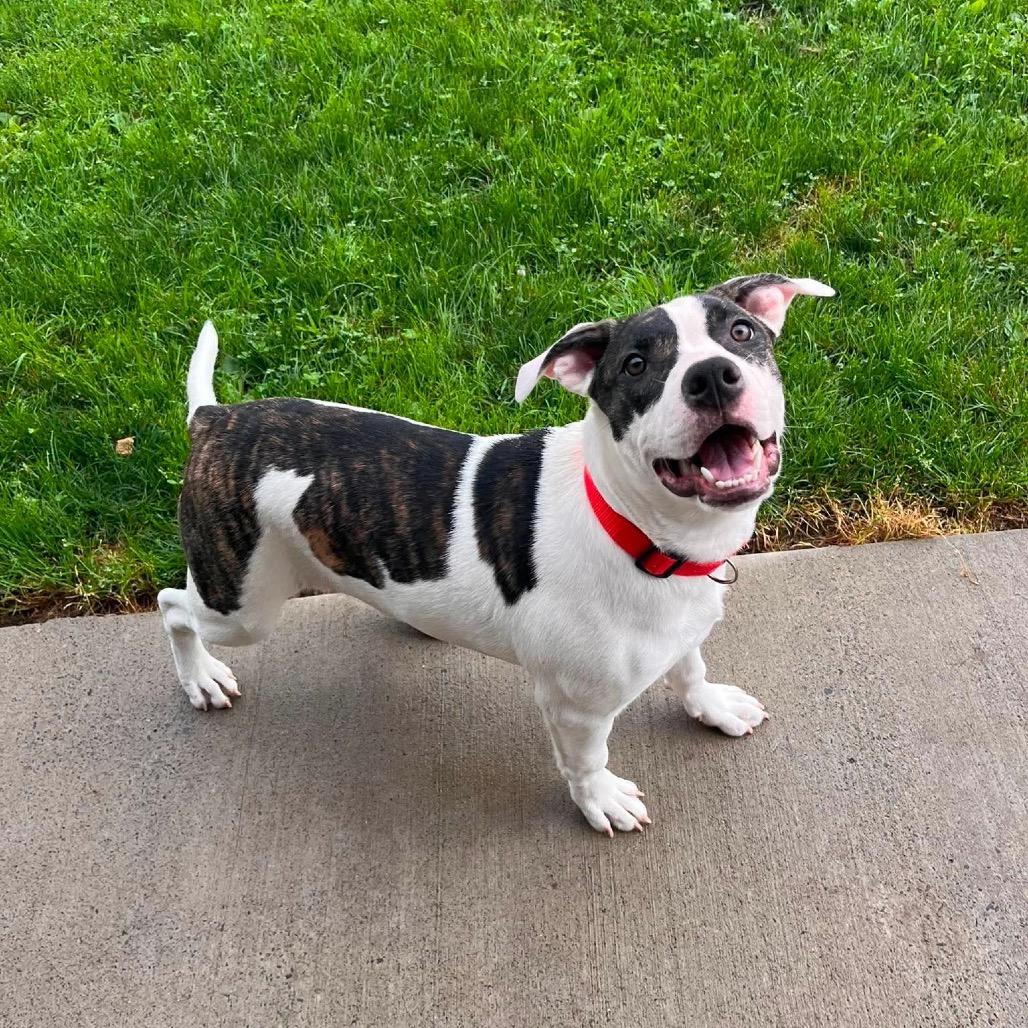 Enlarge Diesel, a Adoptable Pit Bull Terrier in Homer, NY image 1/1