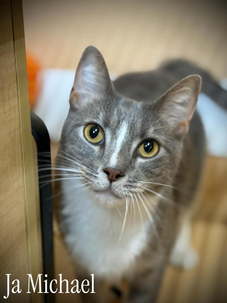 JaMicheal, Adopted, Adult Male Domestic Short Hair.
