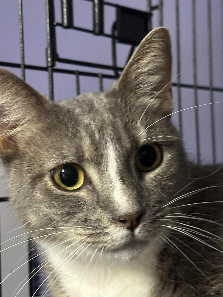 Enlarge JaMicheal, a Adopted Domestic Short Hair in Virginia Beach, VA image 2/2