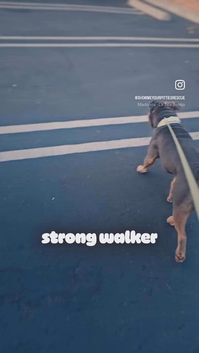 Enlarge Bruce, a Adoptable Pit Bull Terrier in Reno, NV video 6/6