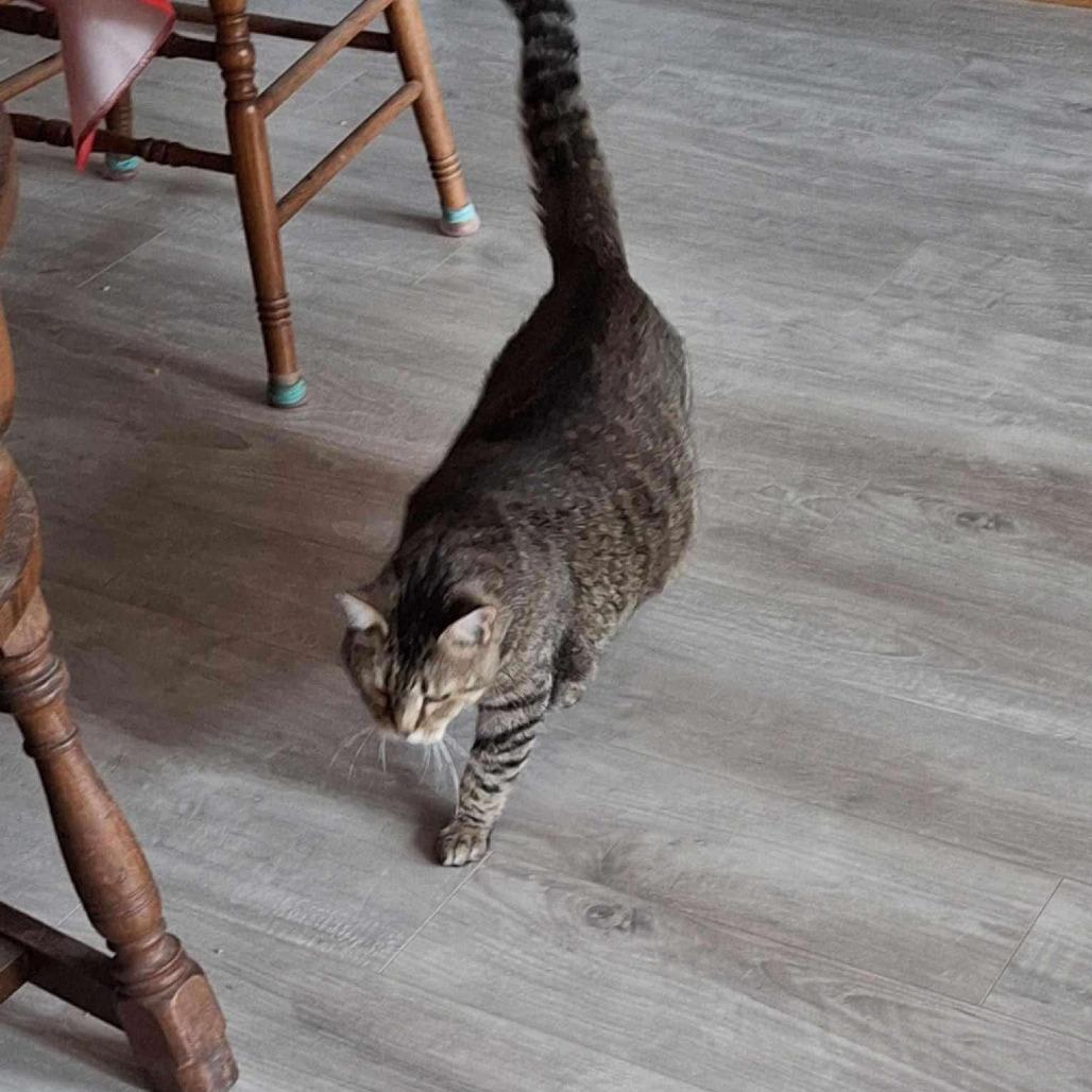 Lola, a Adoptable Domestic Short Hair in Falls Church, VA image 2/6