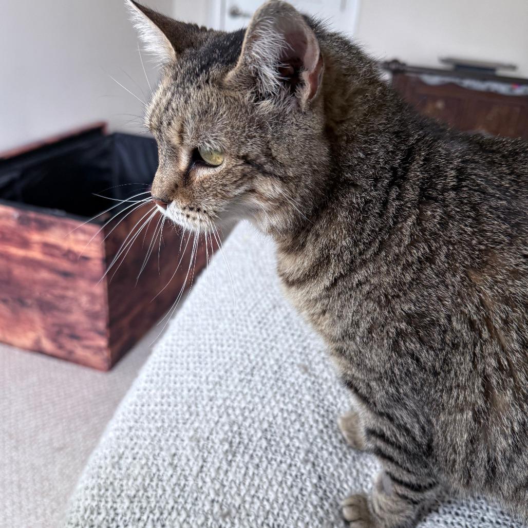 Lola, a Adoptable Domestic Short Hair in Falls Church, VA image 3/6