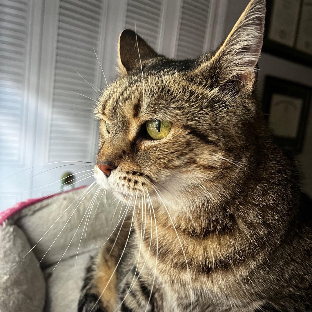 Lola, a Adoptable Domestic Short Hair in Falls Church, VA image 5/6