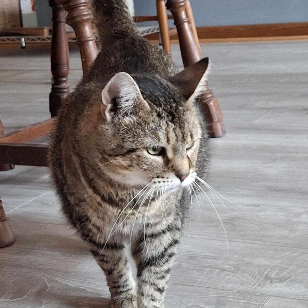 Lola, a Adoptable Domestic Short Hair in Falls Church, VA image 6/6