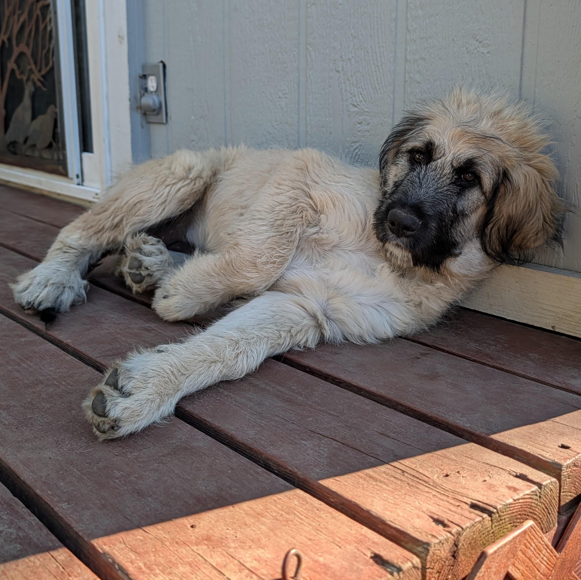 Enlarge Bonnie baby, a Adoptable mixed breed in Lafayette, CA image 2/2