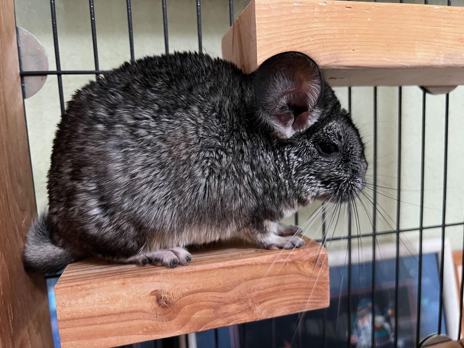 Harry, Adoptable, Young Male Chinchilla.