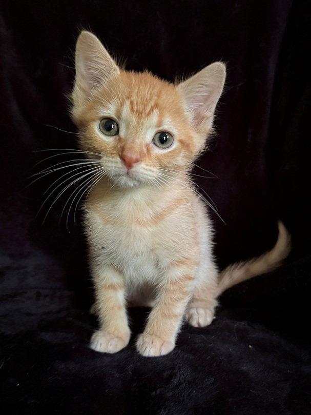 Atticus25, Adopted, Kitten Male Domestic Short Hair.