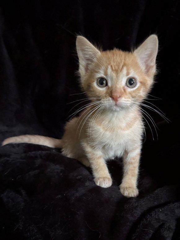 Enlarge Atticus25, a Adopted Domestic Short Hair in Nashville, TN image 2/3