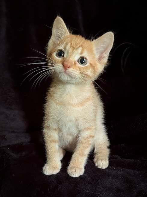 Enlarge Atticus25, a Adopted Domestic Short Hair in Nashville, TN image 3/3