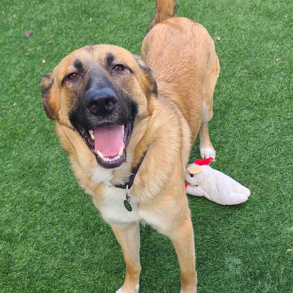 Penne Pasta, Adoptable, Adult Female Shepherd.