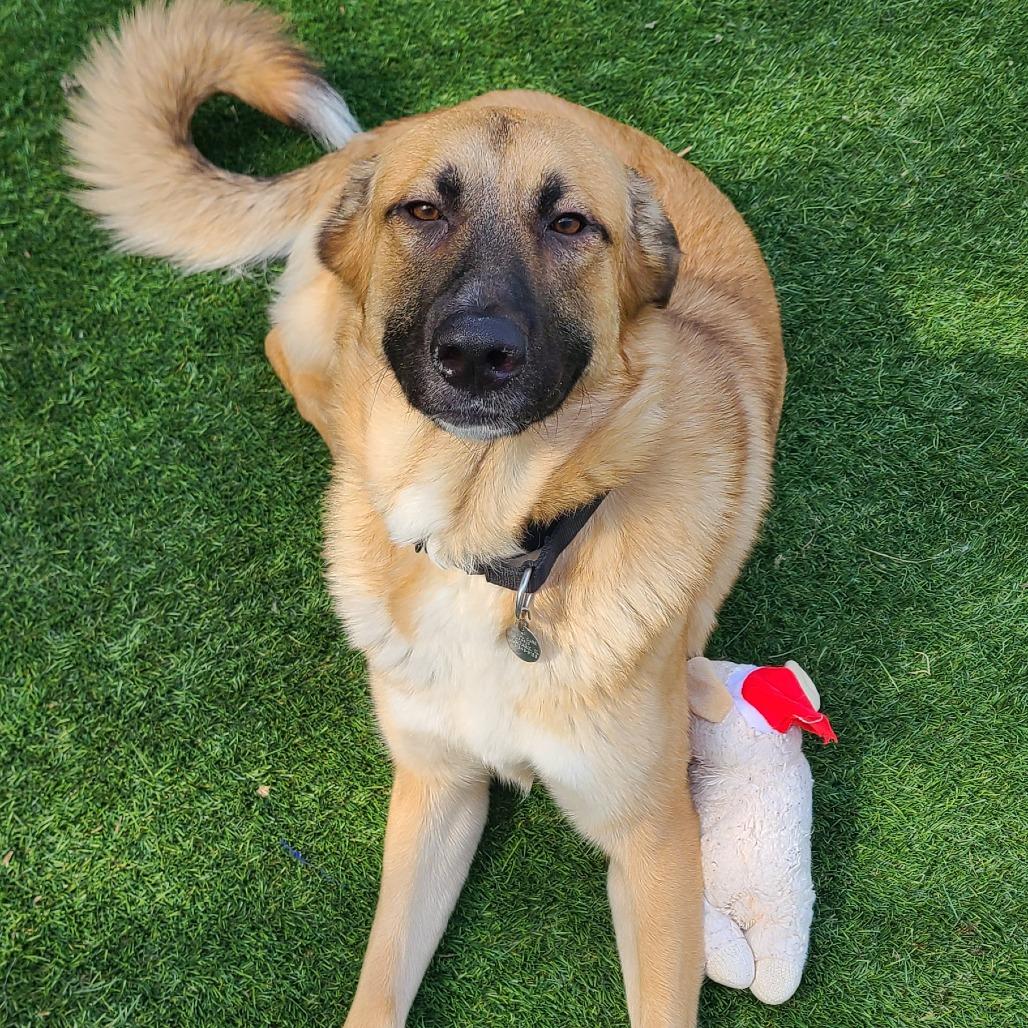 Enlarge Penne Pasta, a Adoptable Shepherd in Oak Park, IL image 2/6
