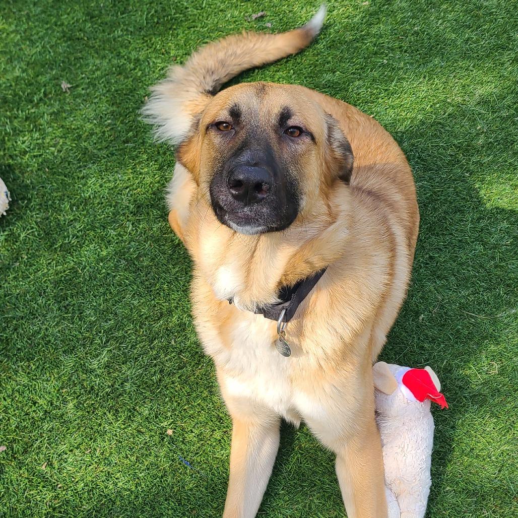 Enlarge Penne Pasta, a Adoptable Shepherd in Oak Park, IL image 3/6